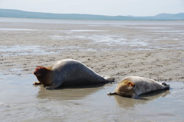 Десятки мертвых тюленей обнаружили на побережье Каспийского моря